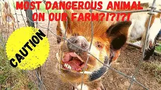 THE MOST DANGEROUS ANIMAL ON OUR FARM?! Our PIG? BULL? GOATS? COWS? DOG? ANSWER WILL SURPRISE YOU!