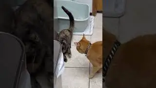 Укрощение строптивой #cat #catshorts #cute  #kuzyaAndMusya #кузикИмусик