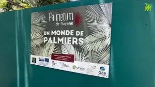 À LA DÉCOUVERTE D’UN TRÉSOR BOTANIQUE EN GUYANE  LE PALMÉTUM