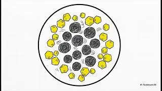 Decoding The Super Antioxidant & Anti-Cancer in Your Everyday Food- Quercetin