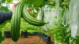 Hidden Secret! Growing Luffa sponge gourd only 50 days to Harvest