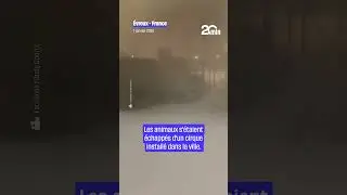 &Agrave; &Eacute;vreux, deux chameaux retrouv&eacute;s sur la route en pleine temp&ecirc;te de neige