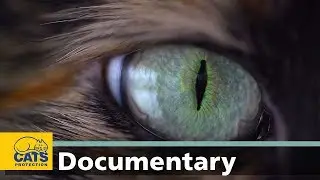 Vision: The world according to cats, episode two