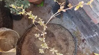 TERMINALIA mentaly verigated india