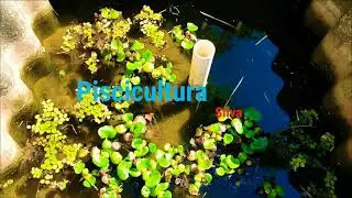 Guppy (Reprodução fácil e prático)