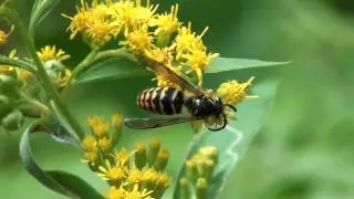 Common Aerial Yellowjacket (Vespidae: Dolichovespula arenaria) on Blossom