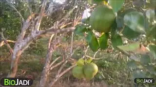 Pamelo Paradise Unlocked: The BioJadi Breakthrough | Bigger, Sweeter, Greener!