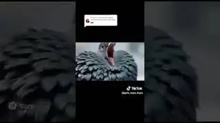 лучшеб молчал #memes #funny #мем #sora2 #mango #pigeon #scream