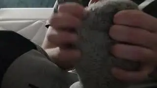 ASMR peluche mouton &ndash; Gestes doux pour le sommeil | &Eacute;pisode 7
