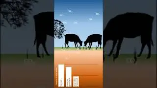 Grasslands contribute more to climate change mitigation than invasive Prosopis