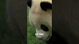 Why Pandas Live on Low Energy 🐼😮 || #animalfacts #panda @AnimalMysteries-YT