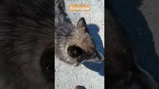 Защитник Горнокнязевска #ямал #yamal #dog #wolf #russia #north #shorts #рекомендации #рек #travel