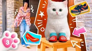 Kitten Kefir is looking for shoes for his paws and drinking milk in the kitchen.
