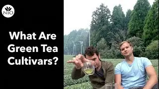 Exploring Tea Cultivars in Kirishima Japan