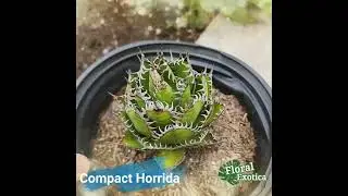 Agave Horrida