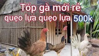 Ra Sau Vườn Nhà Xem Chuồn Gà Mới Và Tóp Gà Tơ Về Nghiên Cứu