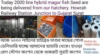 2000 Line Hybrid Magur Fish Seed Delivery to Gujarat.Howrah to Surat. Live Packing & Rail Transport