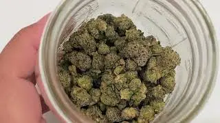 HELLOMARY - Sherbanger Thca Review! ⛽️ | Happy New Years!!