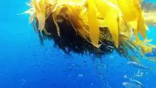Dorado on a kelp patty 30 miles offshore of San Diego 7 26 2014