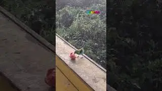Pássaros em Ubatuba