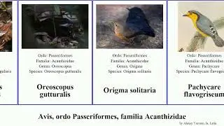 Avis, ordo Passeriformes, familia Acanthizidae acanthiza bird pusilla brevirostris solitaria First
