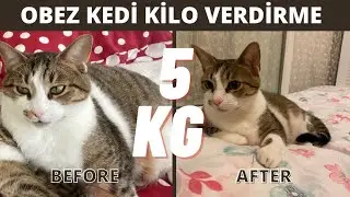 Obez Kedi Nasıl Zayıflatılır ? | Obez Kedi Zayıflama Süreci