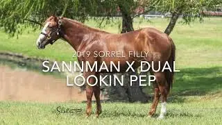 SDP MAKE US PROUD- 2019 SORREL FILLY