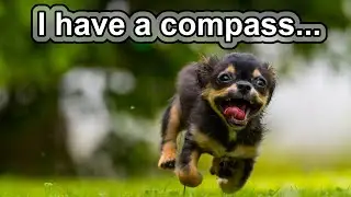 Why does he love me so much? | 10 COOL DOG FACTS
