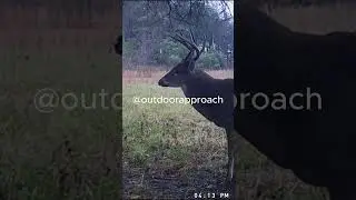 🦌🦌GameCam video #fyp # short #whitetail #outdoor #wildlife @outdoorapproach