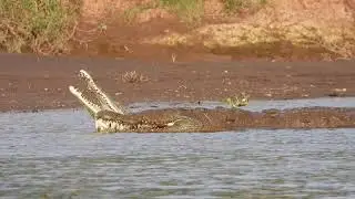 Alpha crocodile marking territory