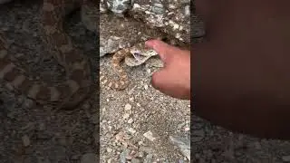 Booping a snake on the nose #shorts