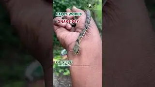 Happy world snake 🐍 day #worldsnake #snakeday #savesnakes #snakesofindia #savewild #snakes