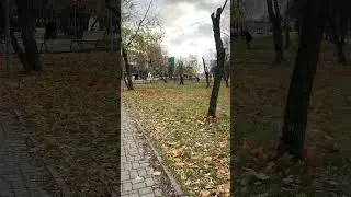 Moscow #Kuzminki  #autumn #shorts