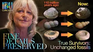 True Survivors: Lightning Ridge's unchanged fossils (Fine Details Preserved)