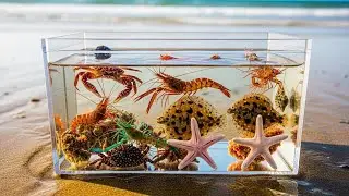 POV Beach Catch Real Sea Animals Buried Under Sand  Satisfying Ocean Discovery