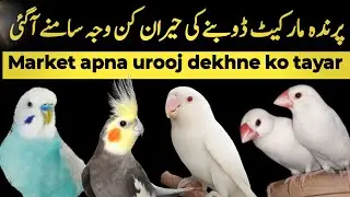 Parinda market doobne ki waja janen 2024 me | All birds market Crash Reason | parrots market future
