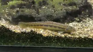 【アクアマリンいなわしろカワセミ水族館】 ドジョウとヒガシシマドジョウ
