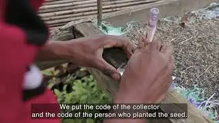 Plantation of Seeds & Wildlings / Fambolena voa sy Sauvageon : NEP Darwin Initiative
