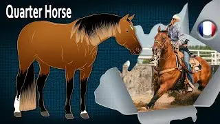 Quarter Horse, la race de chevaux la plus répandue au monde, Races de chevaux