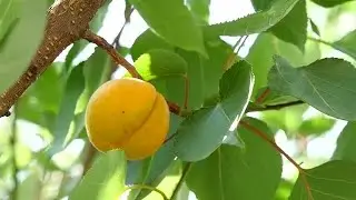 Ripe Apricots Stock Video