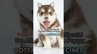 Parvovirus: The Silent Killer Every Puppy Owner Must Fear