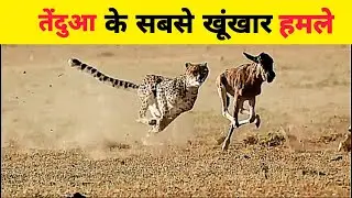  तेंदुआ के दिल दहला देने वाले हमले | Most Dangerous Leopard attack | Wildanimals-Facthindi 