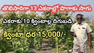 Tobacco Farming | వైట్ బర్లీ పొగాకు సాగు | White Burley Tobacco | నష్టం లేని పంట పొగాకు |