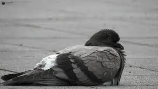 [No Ads] Guided Sleep Meditation Deep Relaxation 30 Minutes' | Relax Plugin