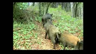 Els senglars a les Reserves Naturals del Montseny