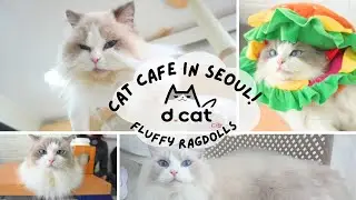 SECRET Cat Cafe in Seoul?! 😻 Fluffiest Ragdolls Ever