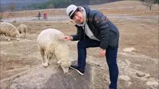 [VLOG] 전라도 광주 무등산 양떼목장에서 - 호햄! 양과의 사진찍기 도전!! (Feat. 시크한 양) - 추천여행지
