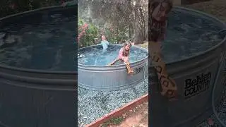 Huge snake in the swimming pool!  My 5 year old and 3 year old battle a rattlesnake #snake #pool