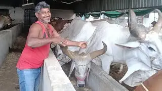 Gaushala ka video gaushala ka video