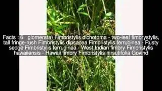 Fimbristylis Top  #9 Facts
